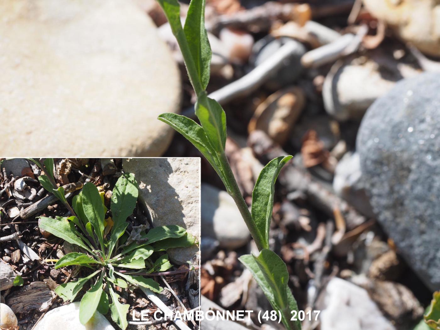 Alyssum, Hoary leaf